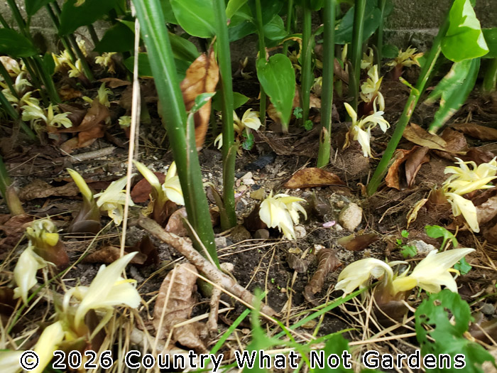 Zingiber mioga flowers