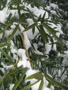 phyllostachys-bissetii-with-snow-12-21-2009.jpg